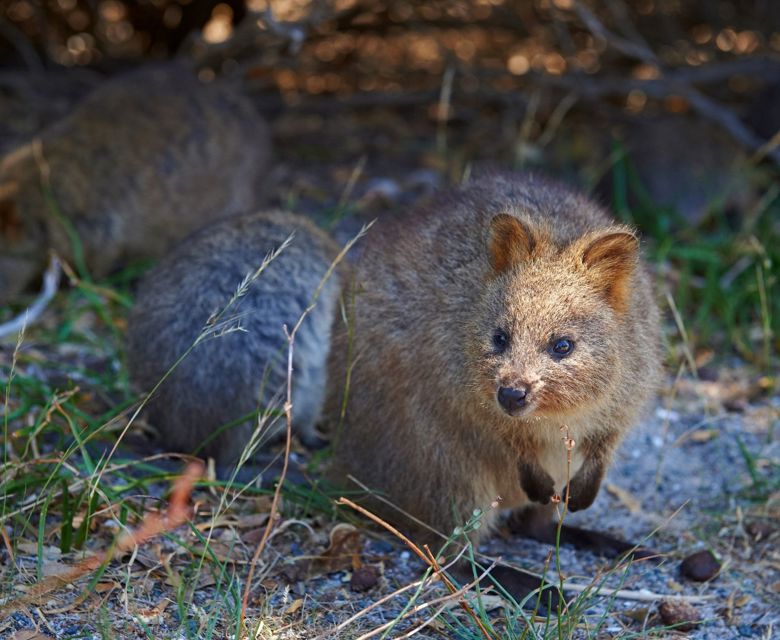 Best of Perth - Rottnest Island - Quokka