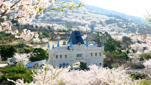 Cherry Blossoms - Jinhae