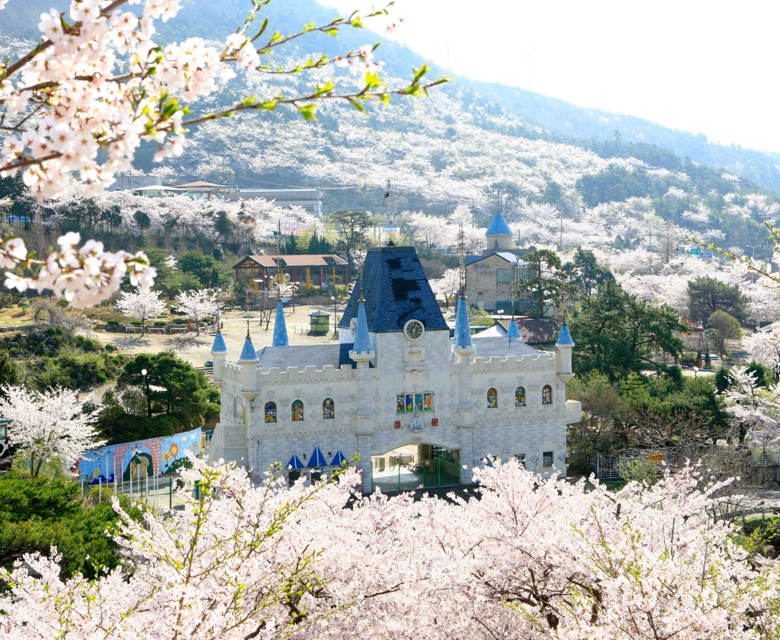 Cherry Blossoms - Jinhae