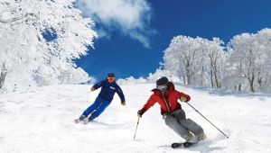 Nozawa Onsen Travel & Co