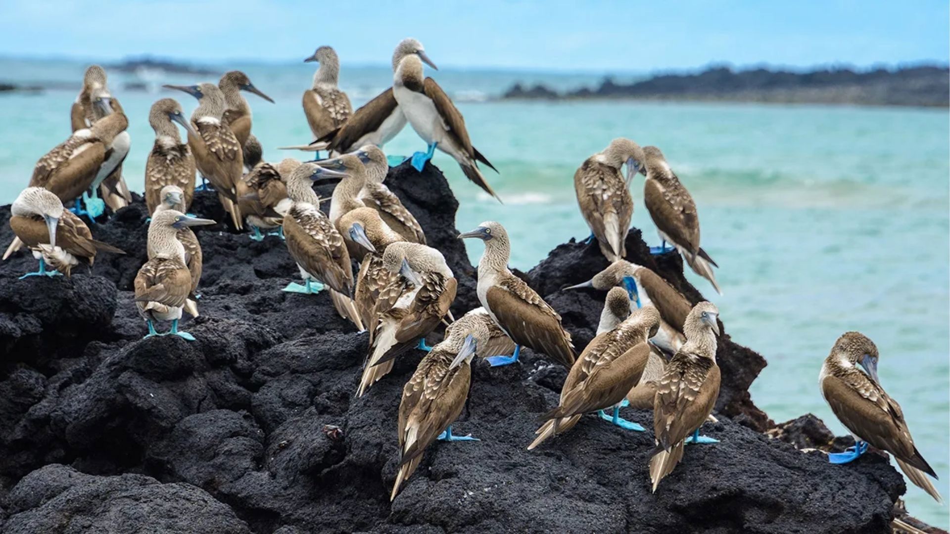 Blue-Footed Booby