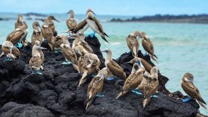Blue-Footed Booby
