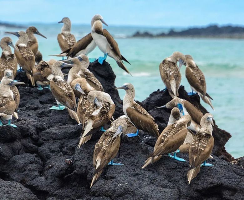 Blue-Footed Booby