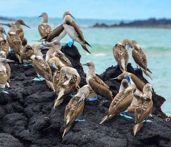 Blue-Footed Booby