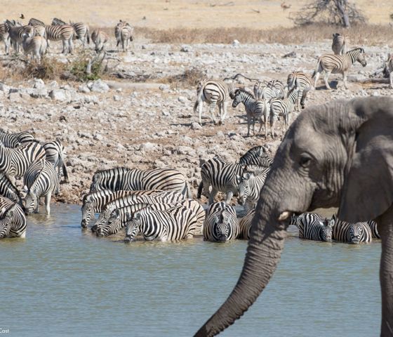 Elephants and Zebras