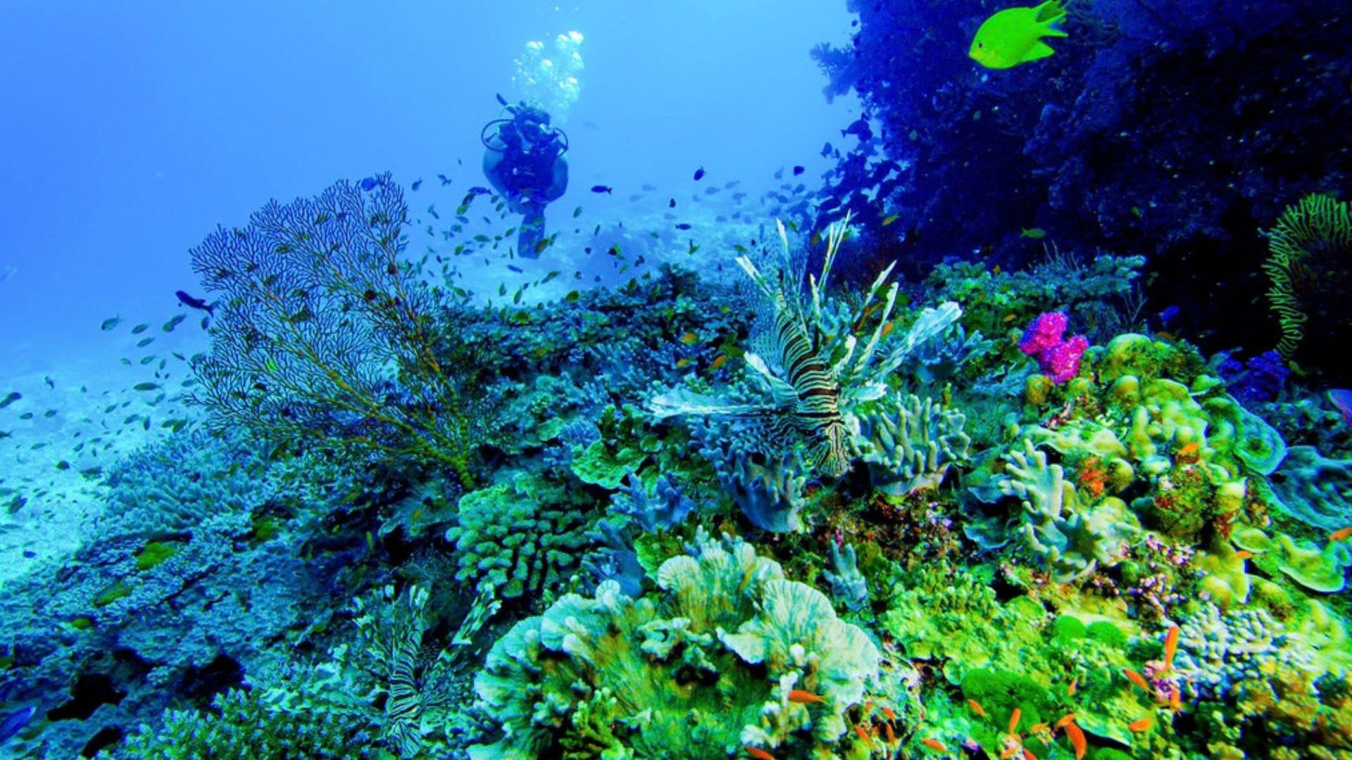 Volivoli Beach Resort - diving