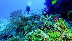Volivoli Beach Resort - diving