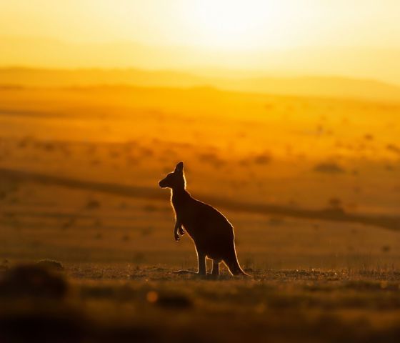 Kangaroo Australia