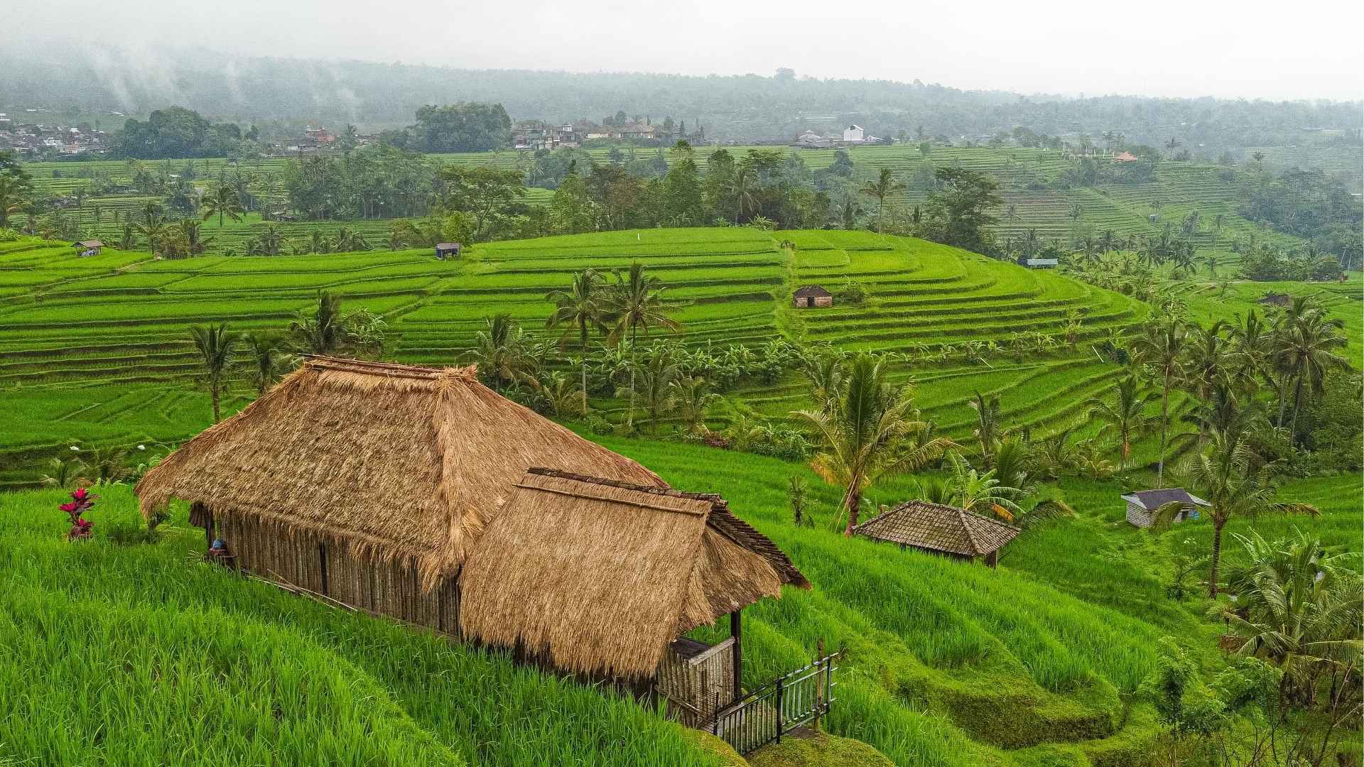 Rice Terraces in Bali