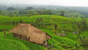 Rice Terraces in Bali