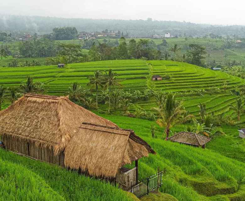 Rice Terraces in Bali