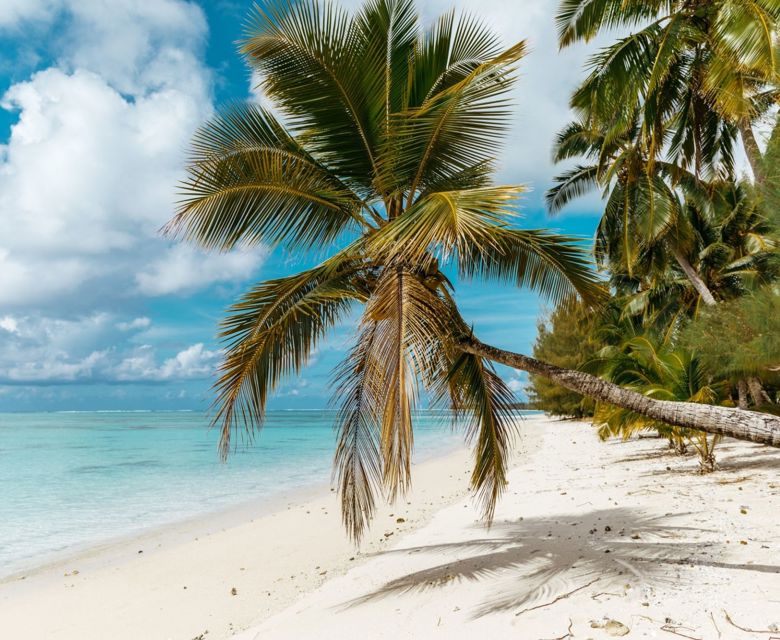 Tamanu Beach Palm Tree