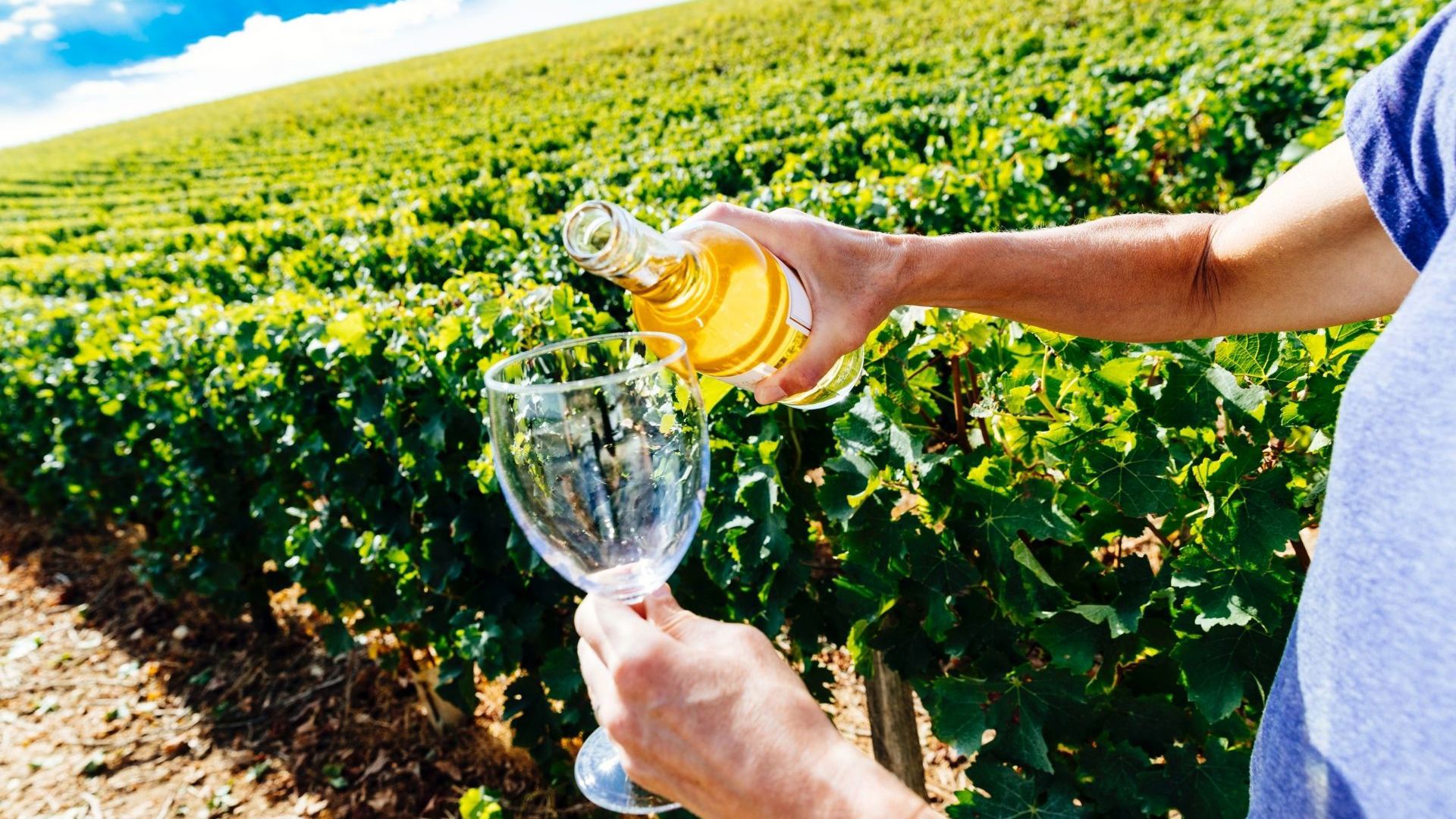 Loire Valley Winery in France - Image credit: Getty Images