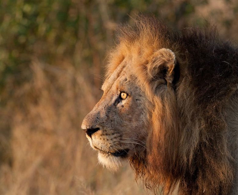 Sunway South Africa Kruger lion Rob Lewis