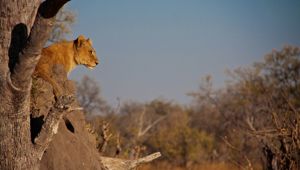 Sunway Botswana Moremi Cronje Rademan MG.