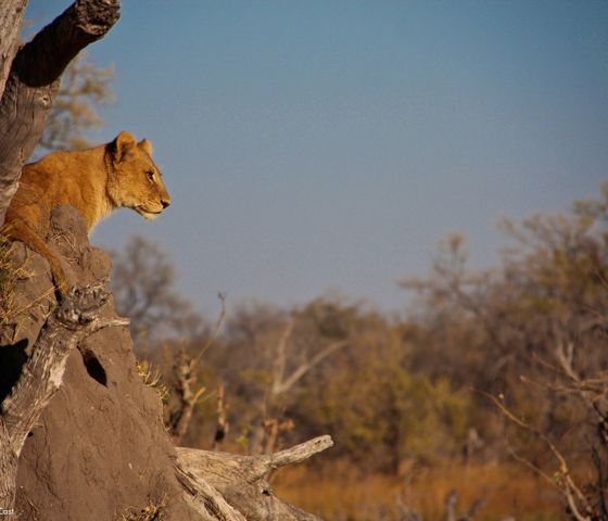 Lion in a tree