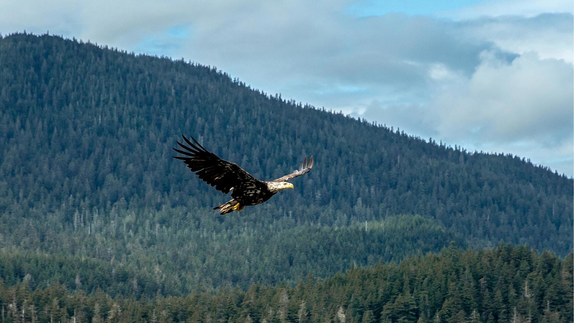 Alaska Bald Eagle