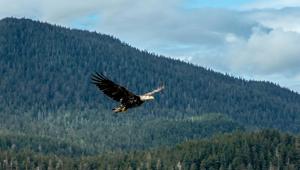 Alaska Bald Eagle