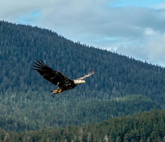 Alaska Juneau Bald Eagle © Azamara