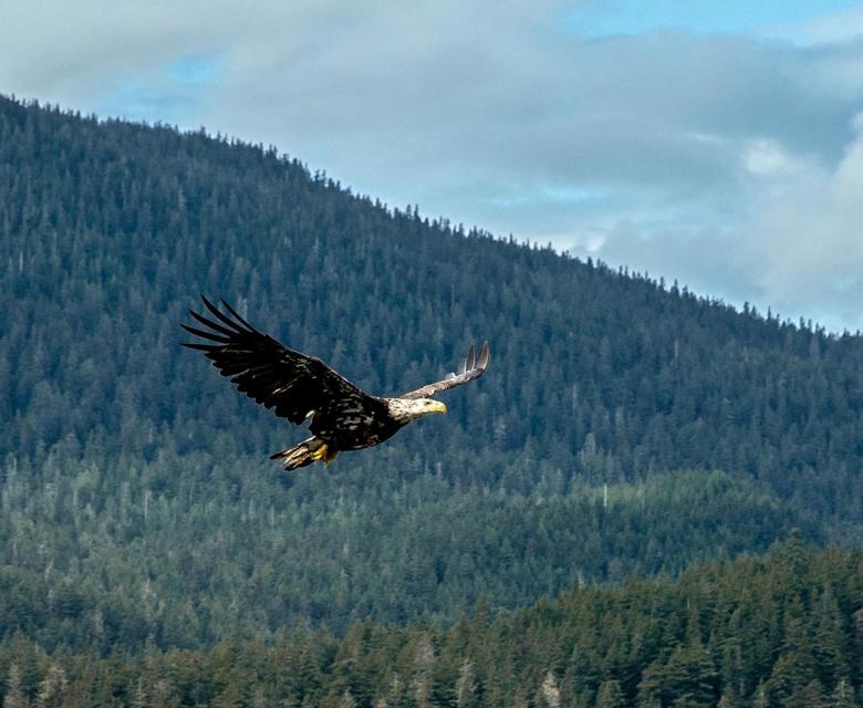 Alaska Juneau Bald Eagle © Azamara