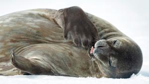 Swan Hellenic Peninsula wildlife