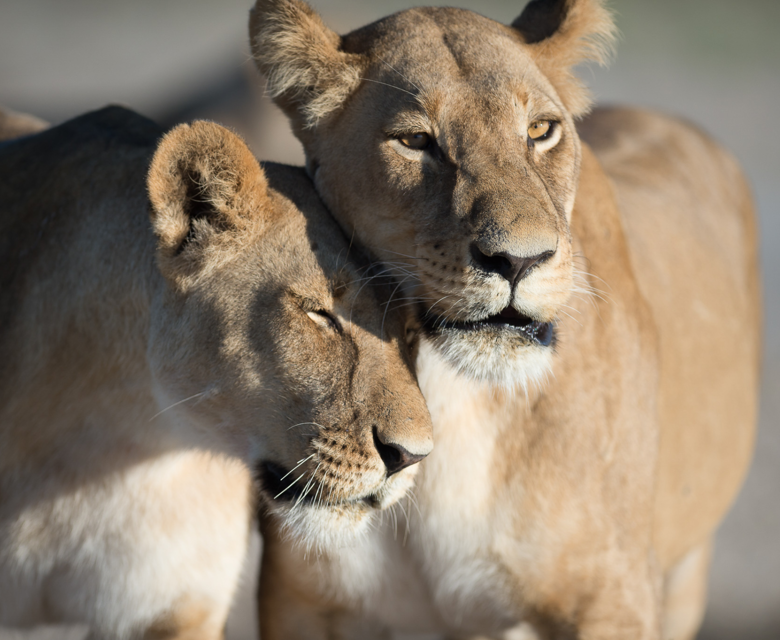 Sunway Botswana Chobe lionesses. Image credit: Bruce Taylor