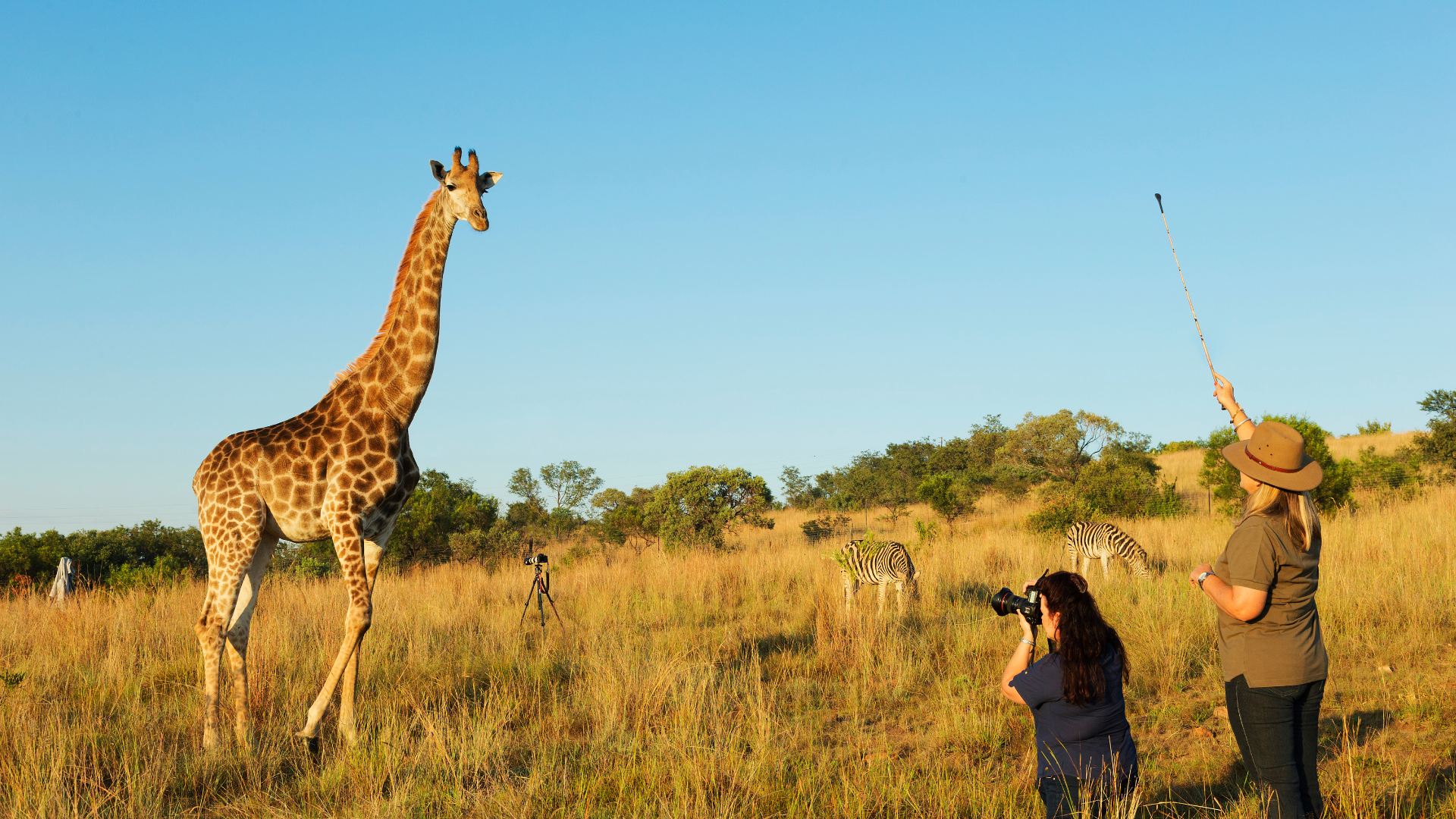 A Giraffe an a Safari in Africa - Image credit: Getty images