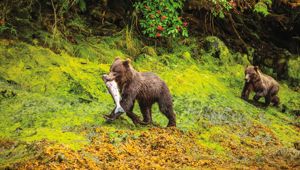 Rockies Rail & Coastal Alaska Expedition with Adventure World