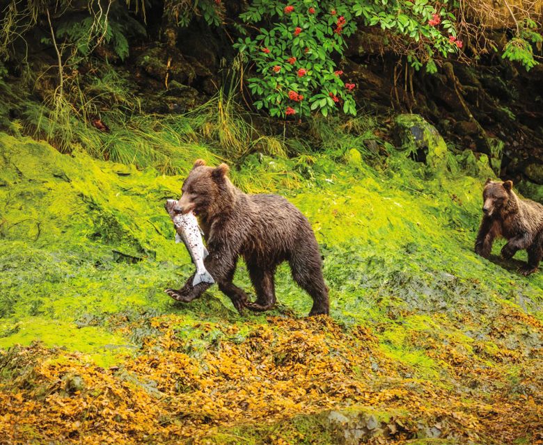 Rockies Rail & Coastal Alaska Expedition with Adventure World