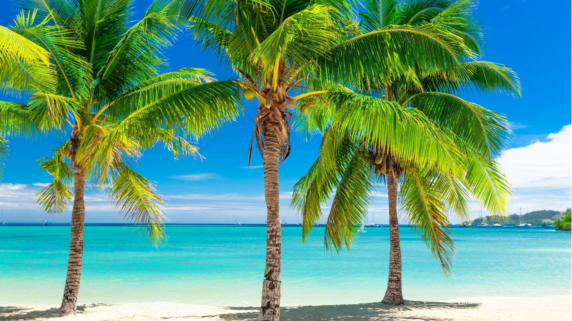 Ultimate Tropical Paradise in the South Pacific
