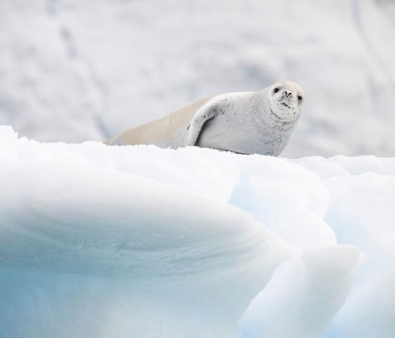 Port Lockroy