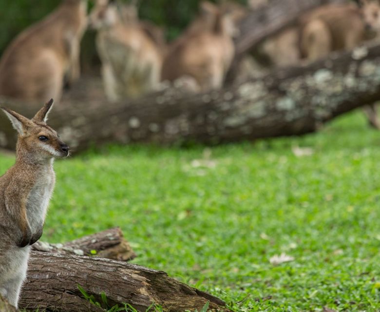 Brisbane Australia Zoo