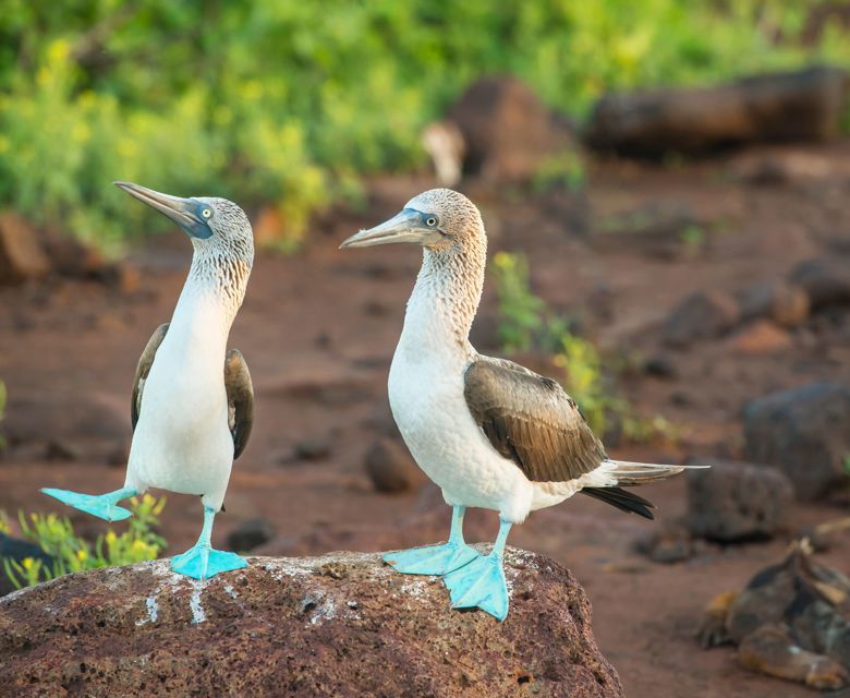 Ecuador - Galapagos Islands - Blue-footed booby