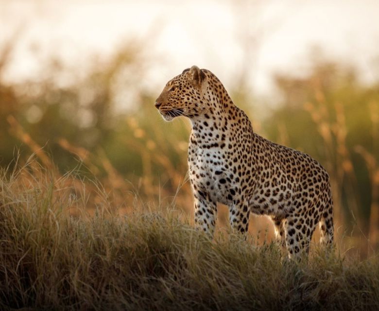 Leopard Mountain
