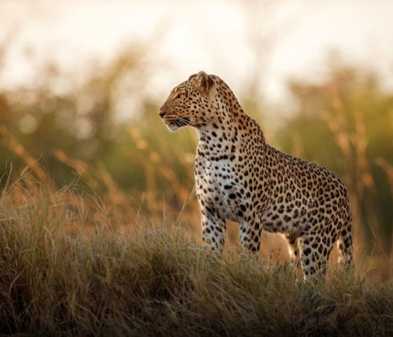 Leopard Mountain