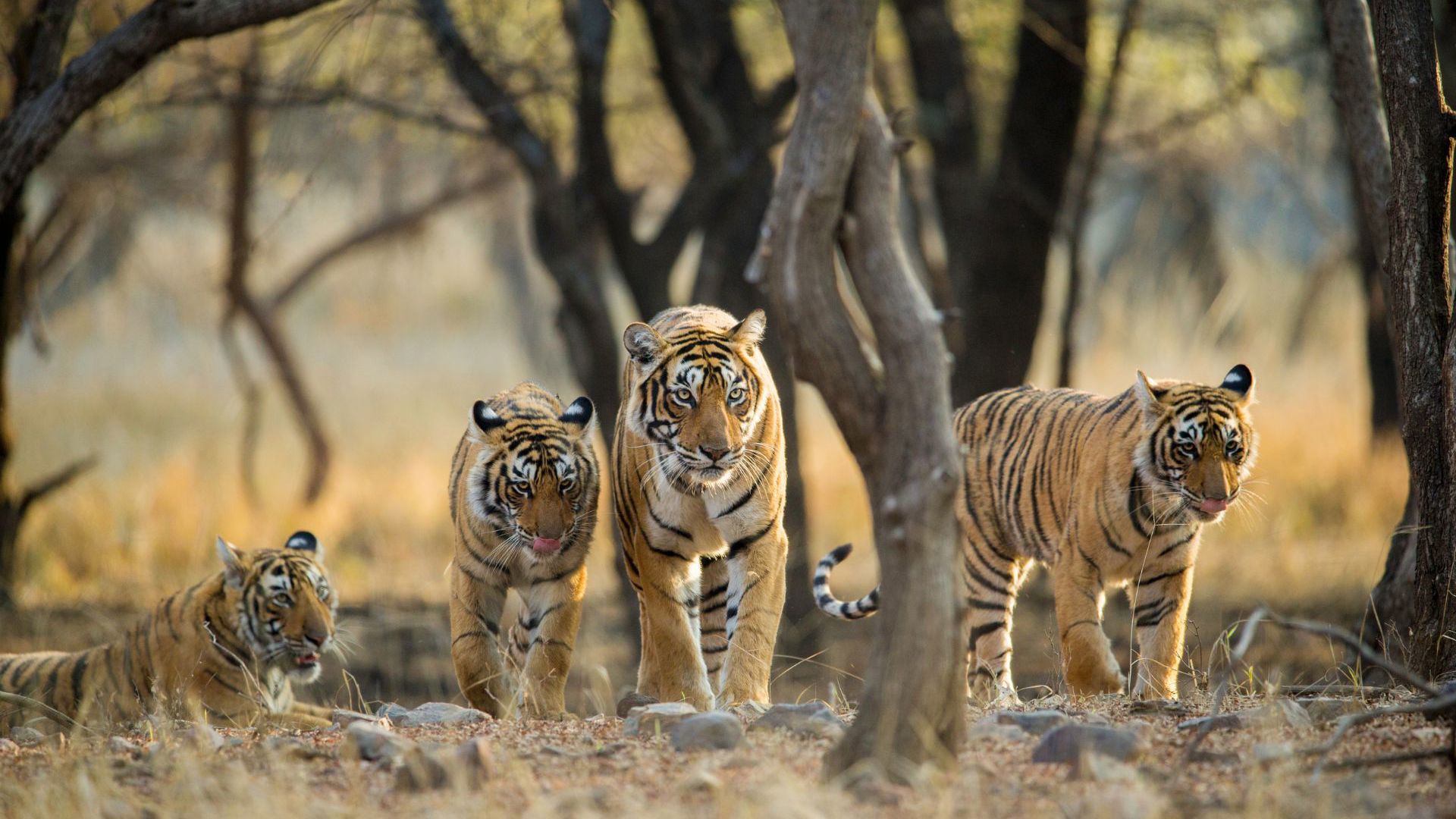 Ranthambhore National Park - Total Holiday Options