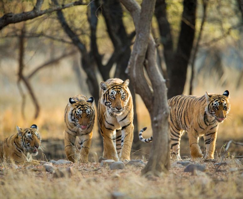 Ranthambhore National Park - Total Holiday Options
