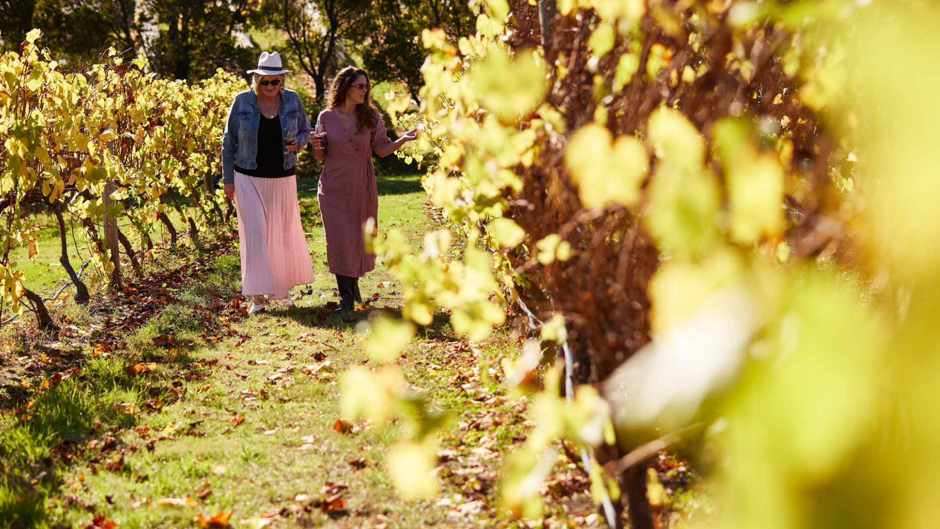 Every Man and His Dog Vineyard CR Tourism Australia