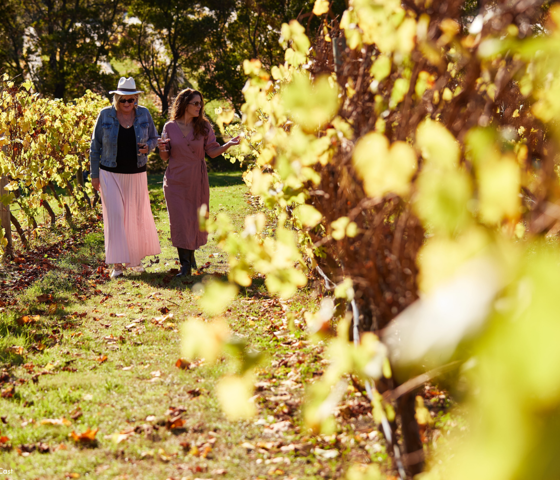 144273 Every Man & His Dog Vineyard CR Tourism Australia