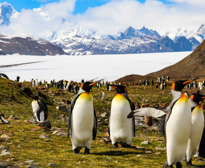 Seabourn - South Georgia, Antarctica 