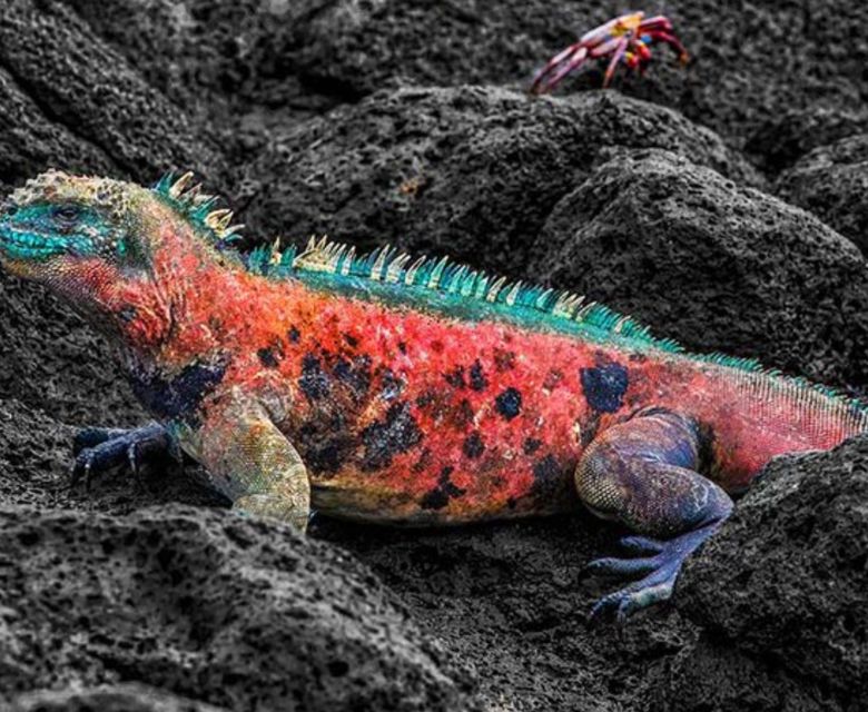 Espanola Island Galapagos Ecuador