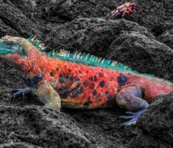 Espanola Island Galapagos Ecuador