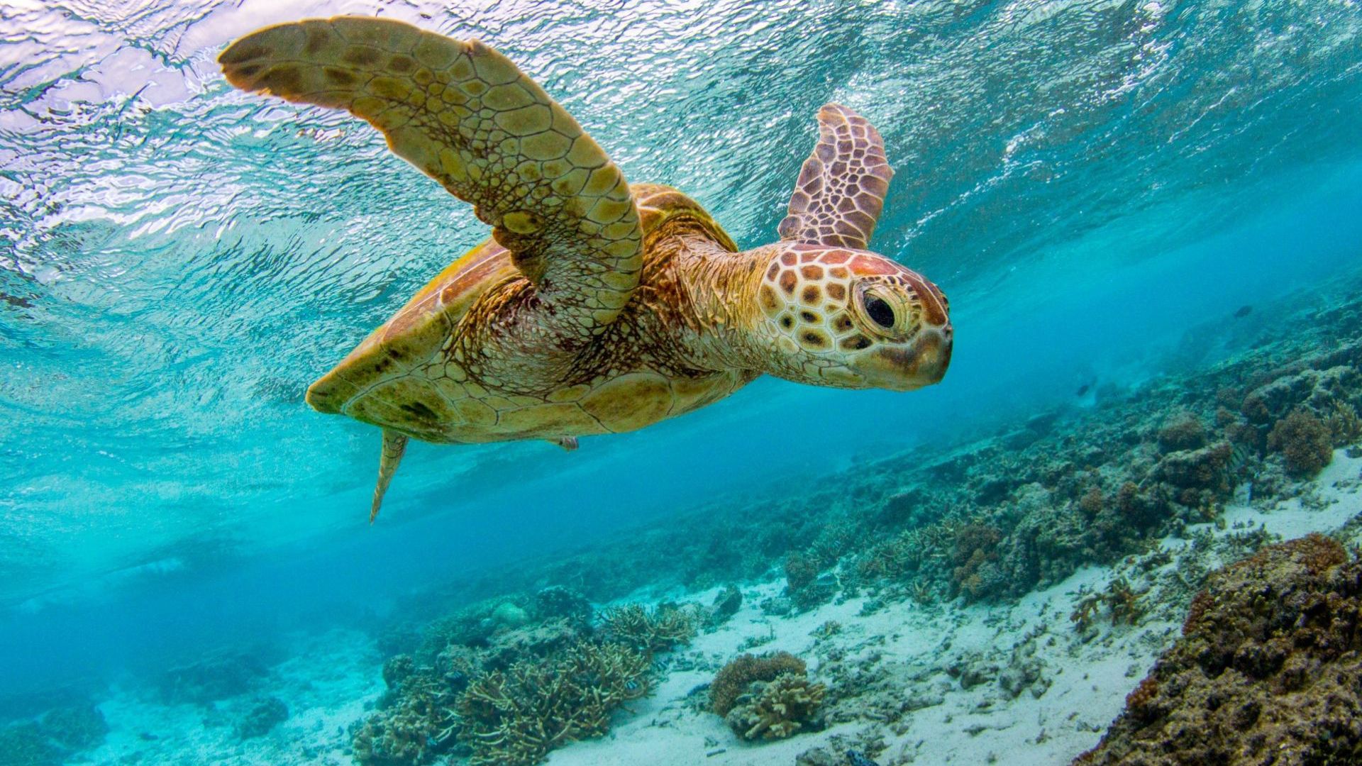 Lagoon Turtle 