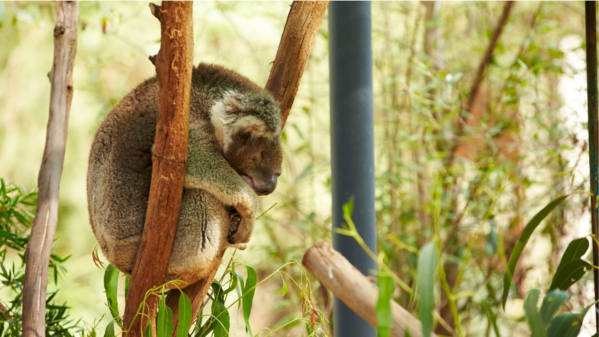 Koala in Australia