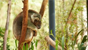 Koala in Australia