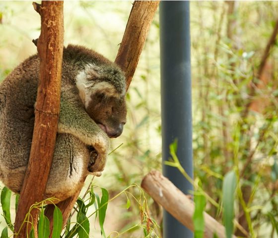 Kaola in Australia © Princess Cruises