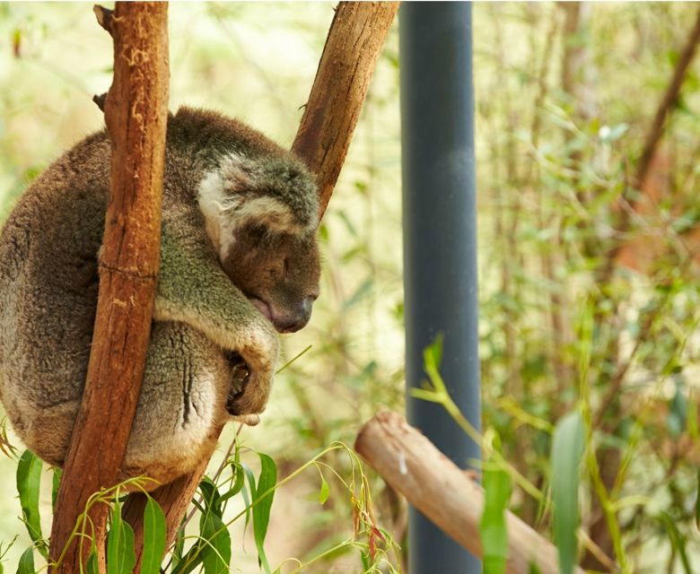 Kaola in Australia © Princess Cruises