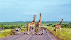 Kruger National Park