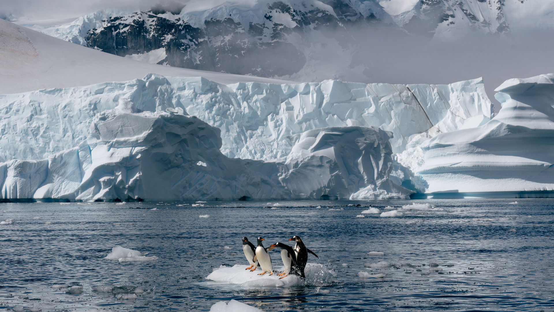 Antarctica Danco Island