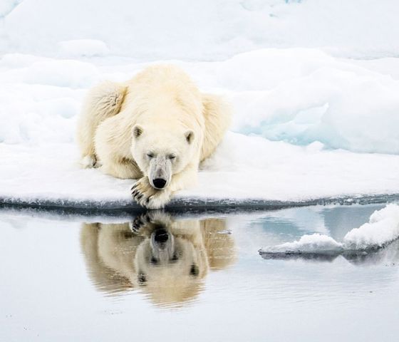 Arctic Polar Bear